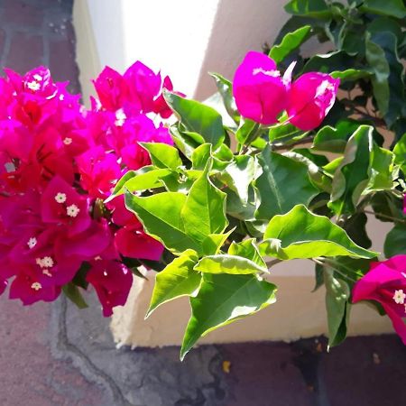 Casa Lupino Διαμέρισμα Orosei Εξωτερικό φωτογραφία