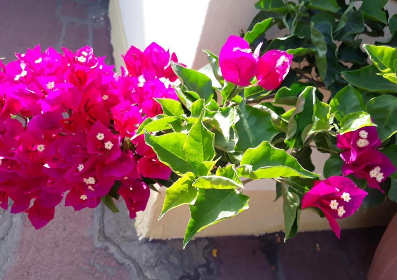 Casa Lupino Διαμέρισμα Orosei Εξωτερικό φωτογραφία